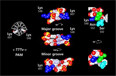 Analysis of Wild Type LbCpf1 Protein, and PAM Recognition Variants, in a Cellular Context